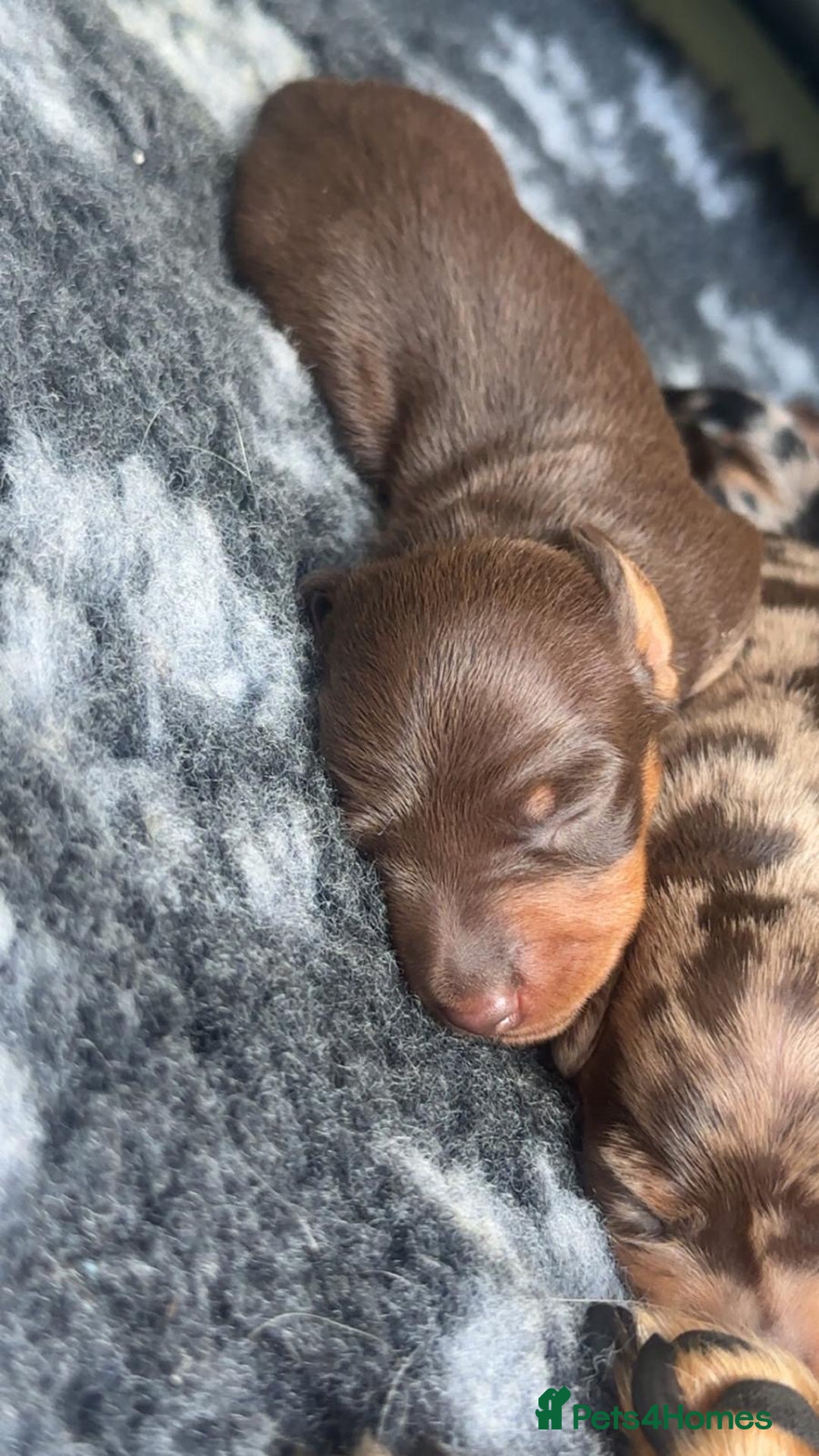 Miniature Dachshund dogs for sale: Miniature Dachshund Puppies For Sale  - Image 9