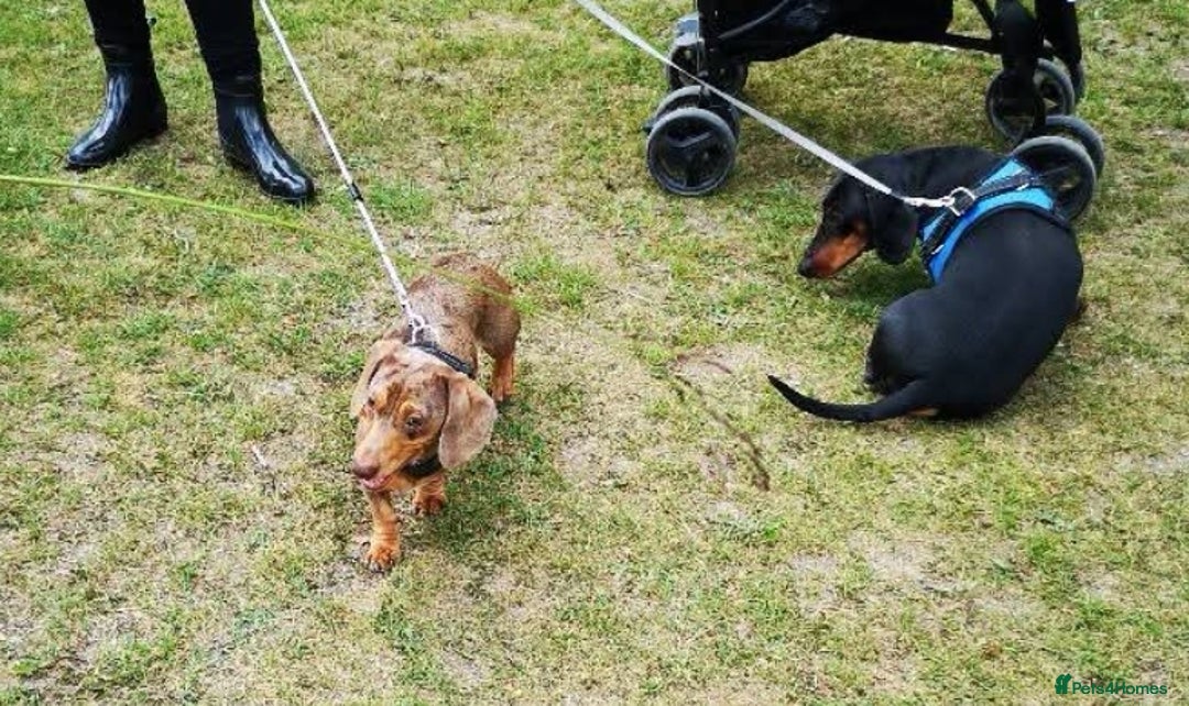 Miniature Dachshund dogs for stud: Miniature chocolate dapple mink dachshund stud dog - Image 9