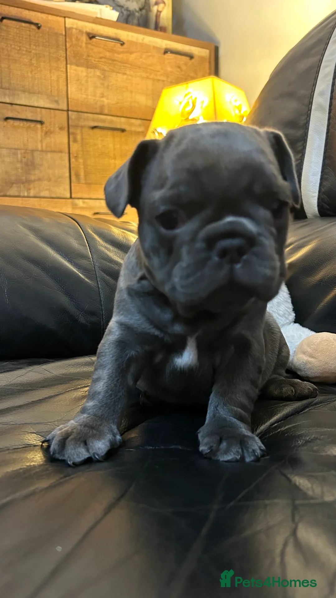 French Bulldog dogs for sale: Playful snuggly Puppies  - Advert 10