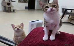 Mixed Breed cats for adoption: [Indoors Only] MiniMi & MiniMo - lovely sisters  - Image 1