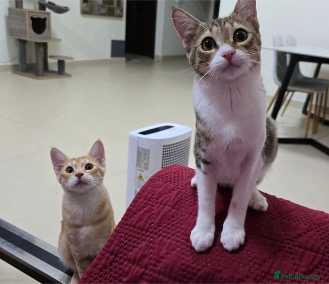 Mixed Breed cats for adoption: [Indoors Only] MiniMi & MiniMo - lovely sisters  - Image 1