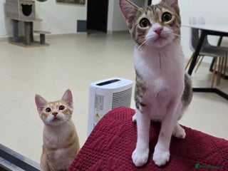 Mixed Breed cats - Advert 1