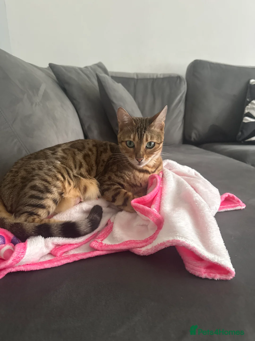 Mixed Breed cats for sale: Beautiful Bengal Ragdoll Mix Kittens for Sale - Advert 1