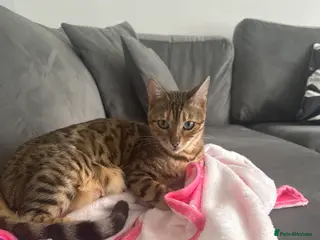 Mixed Breed cats Beautiful Bengal Ragdoll Mix Kittens for Sale - Advert 1