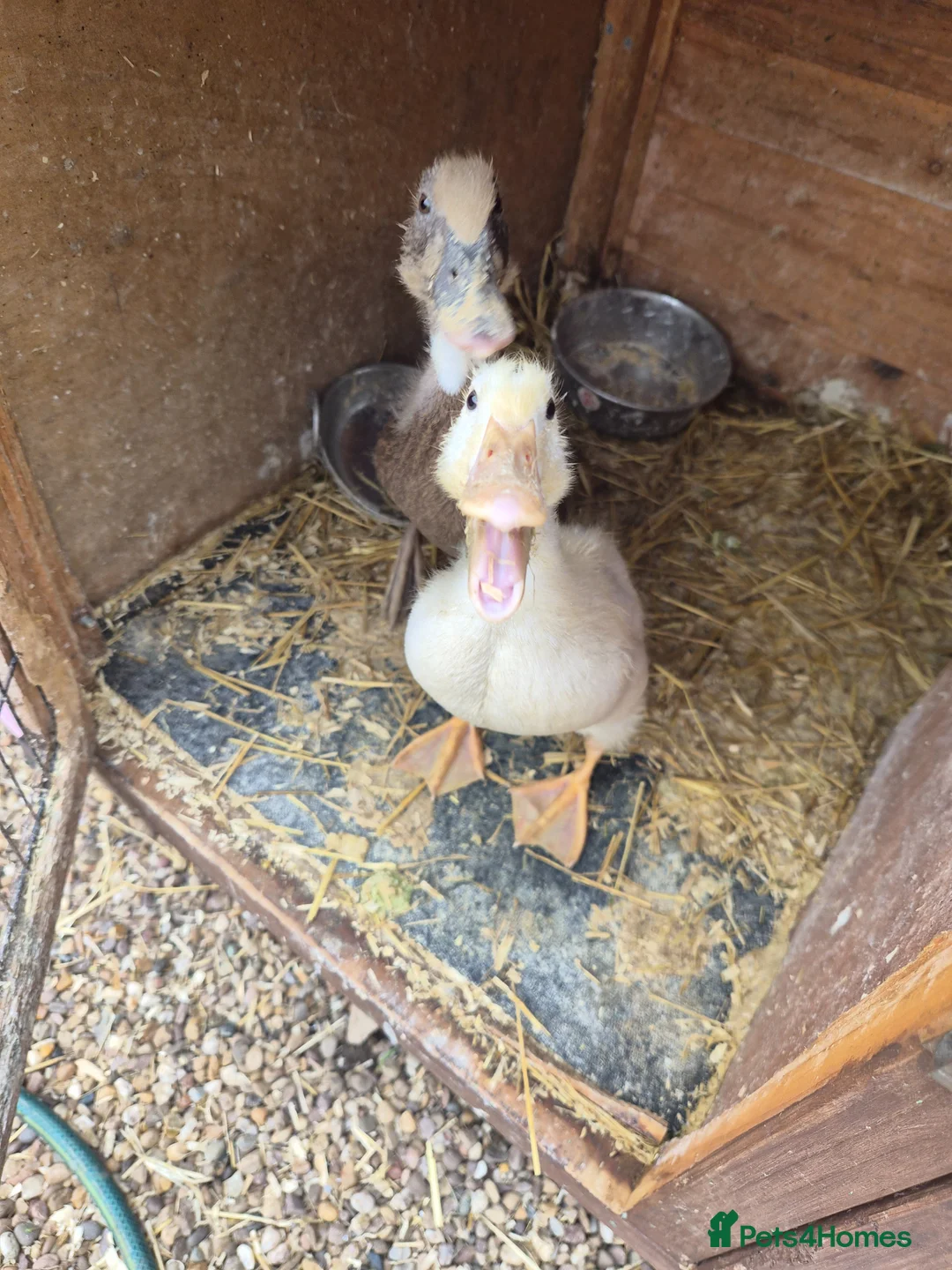 Ducks poultry for sale: 2 young female ducks - Advert 2