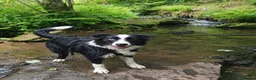 Border Collie dogs for sale: *border Collie puppies - Advert 1