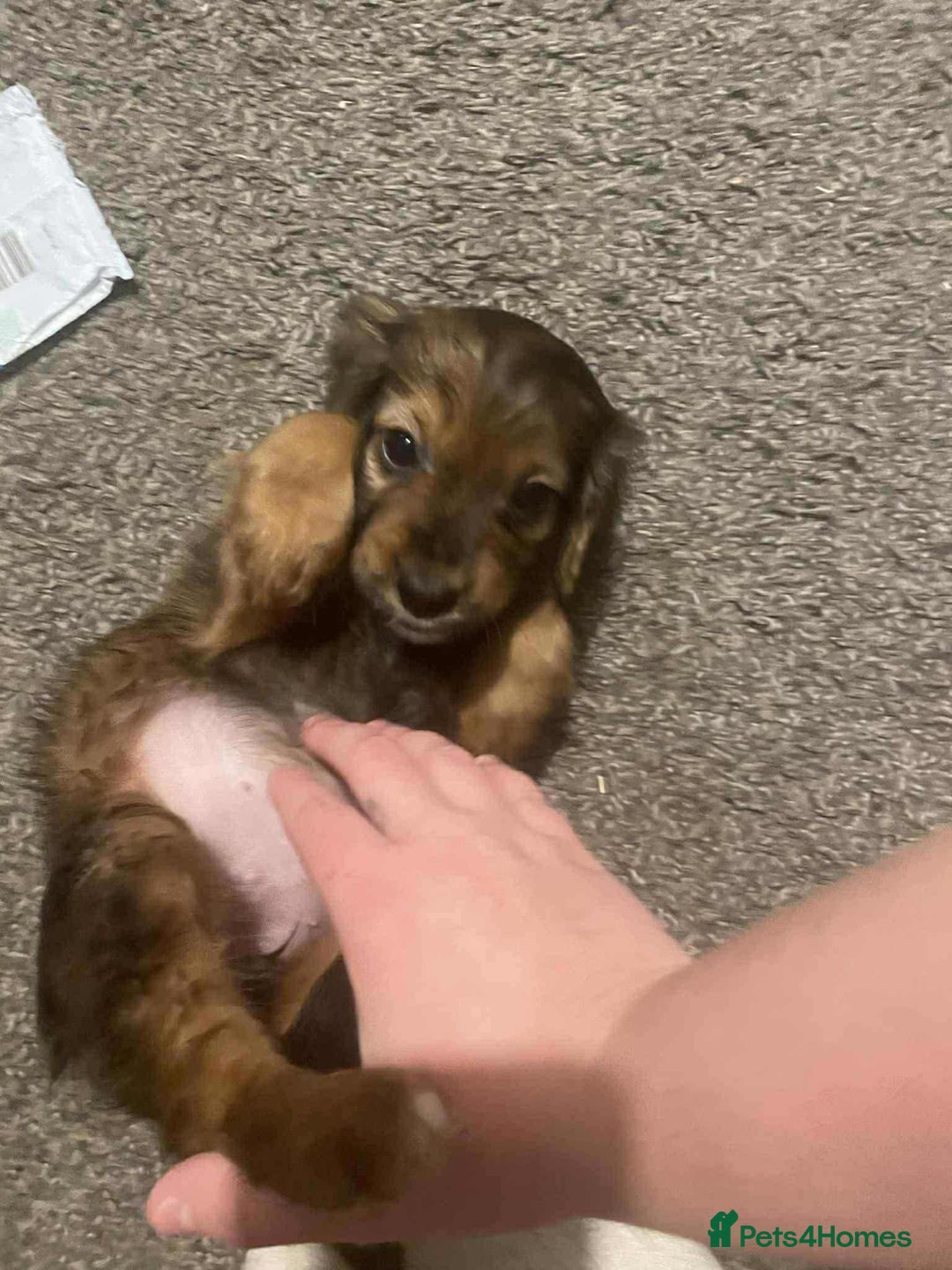 Cockapoo dogs for sale: Beautiful Cockapoo girl left  - Advert 6