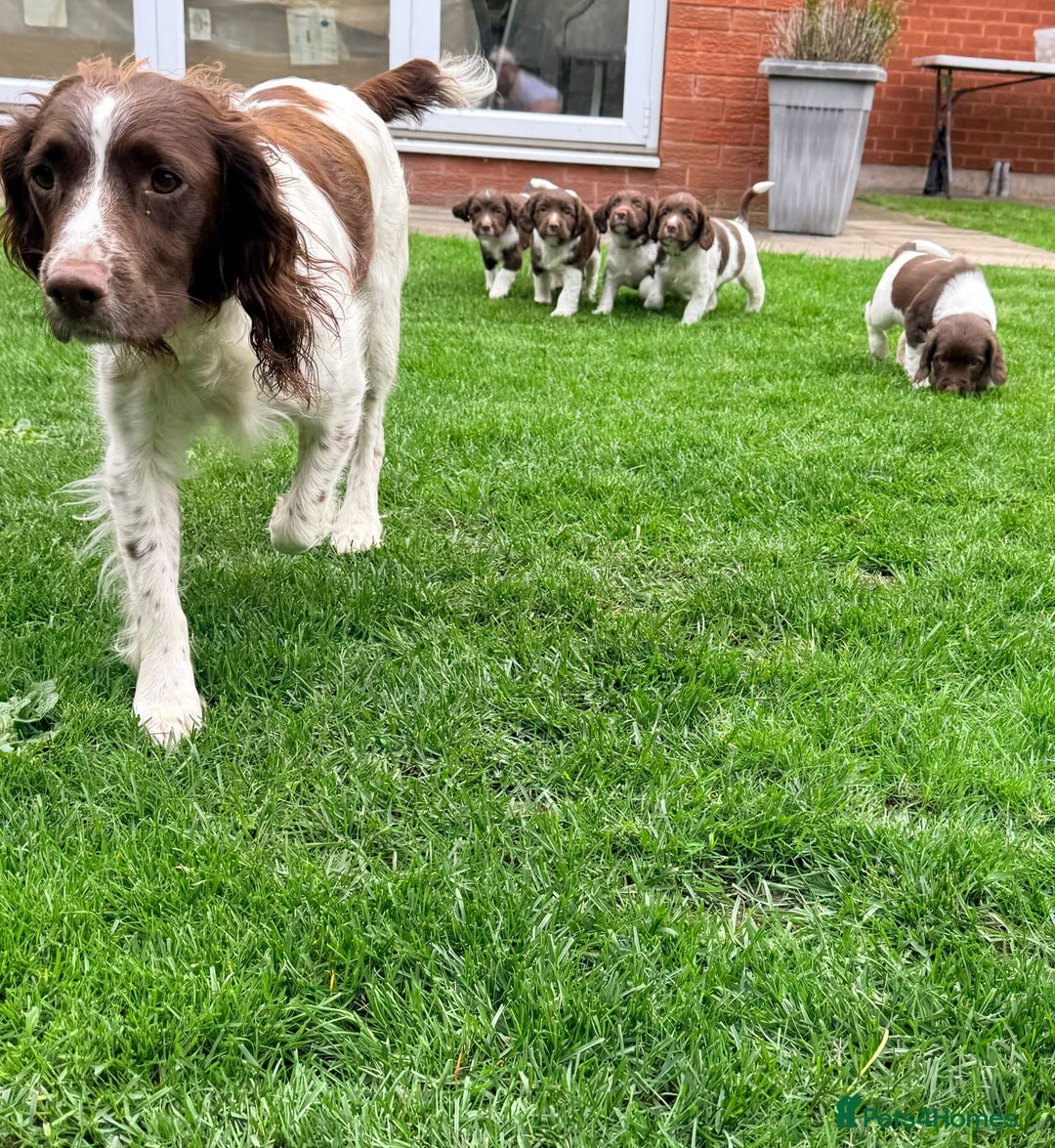 English Springer Spaniel dogs for sale: ENGLISH SPRINGER SPANIEL - Image 6