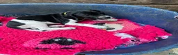 Pointer dogs for sale: Only 4 bitches remaining  - Advert 3