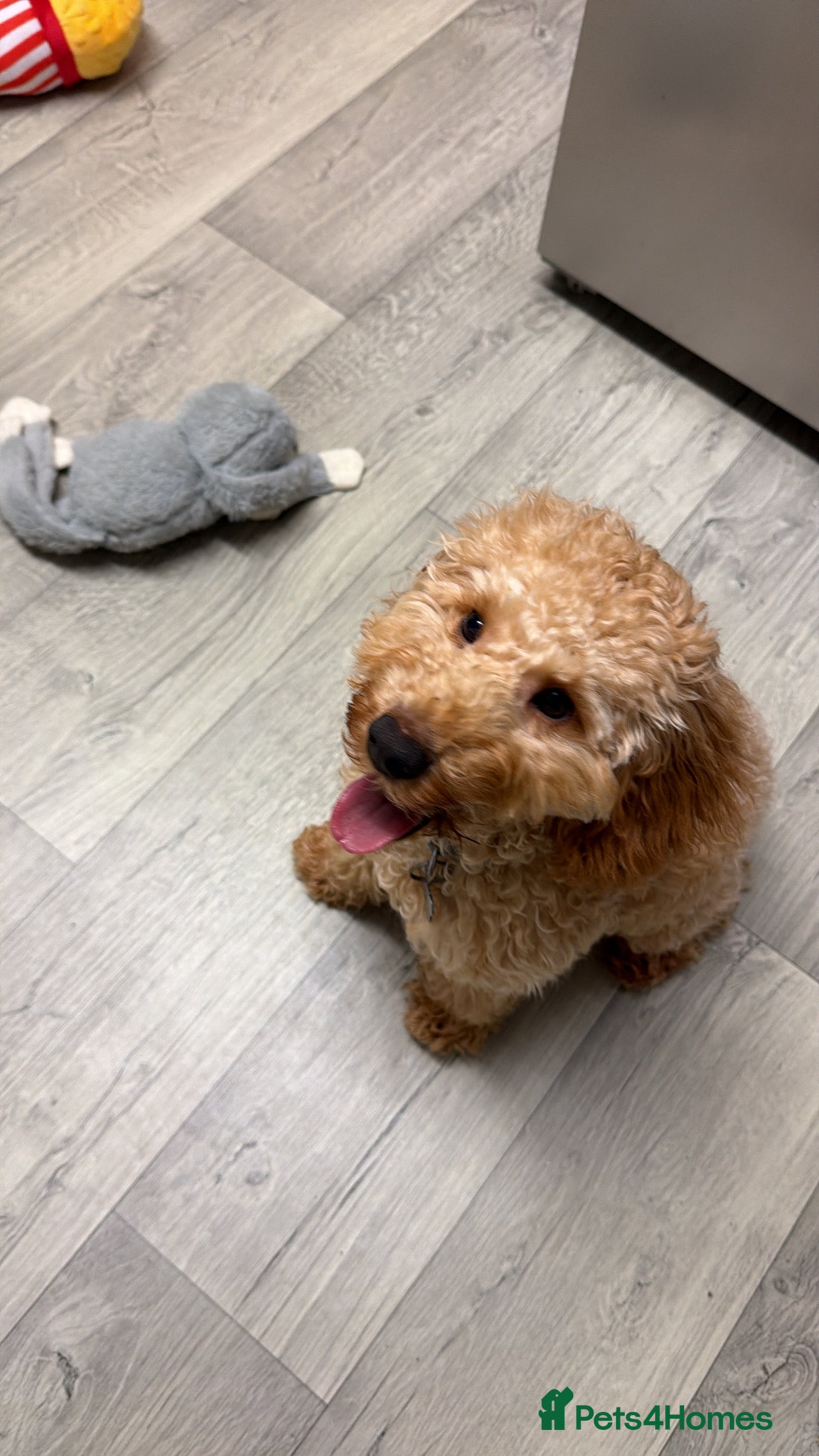 Cockapoo dogs Cockapoo puppy for sale (URGENT) - Advert 12