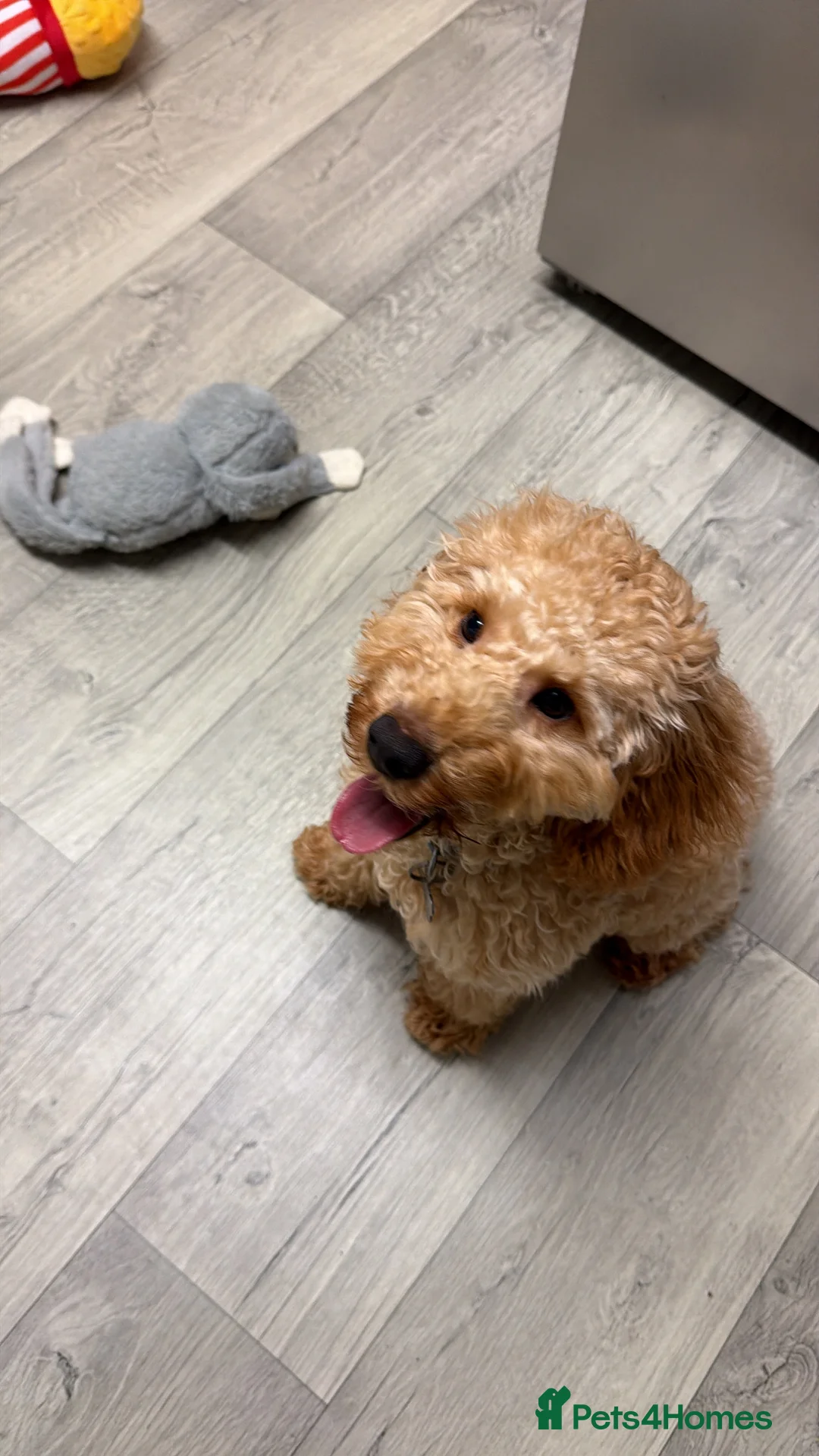 Cockapoo dogs for sale: Cockapoo puppy for sale (URGENT) - Advert 1