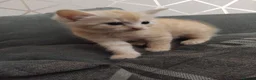 Mixed Breed cats for sale: 2 beautiful ginger kittens for sale - Advert 7
