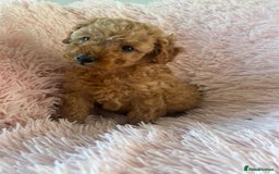 Toy Poodle dogs for sale: Beautiful Toy Poodles  - Image 4