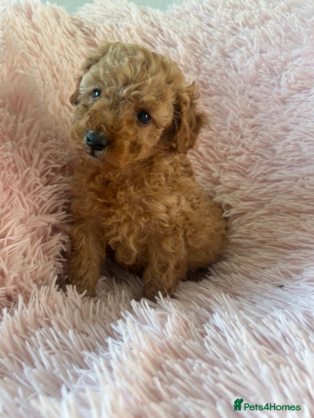 Toy Poodle dogs for sale: Beautiful Toy Poodles  - Image 4