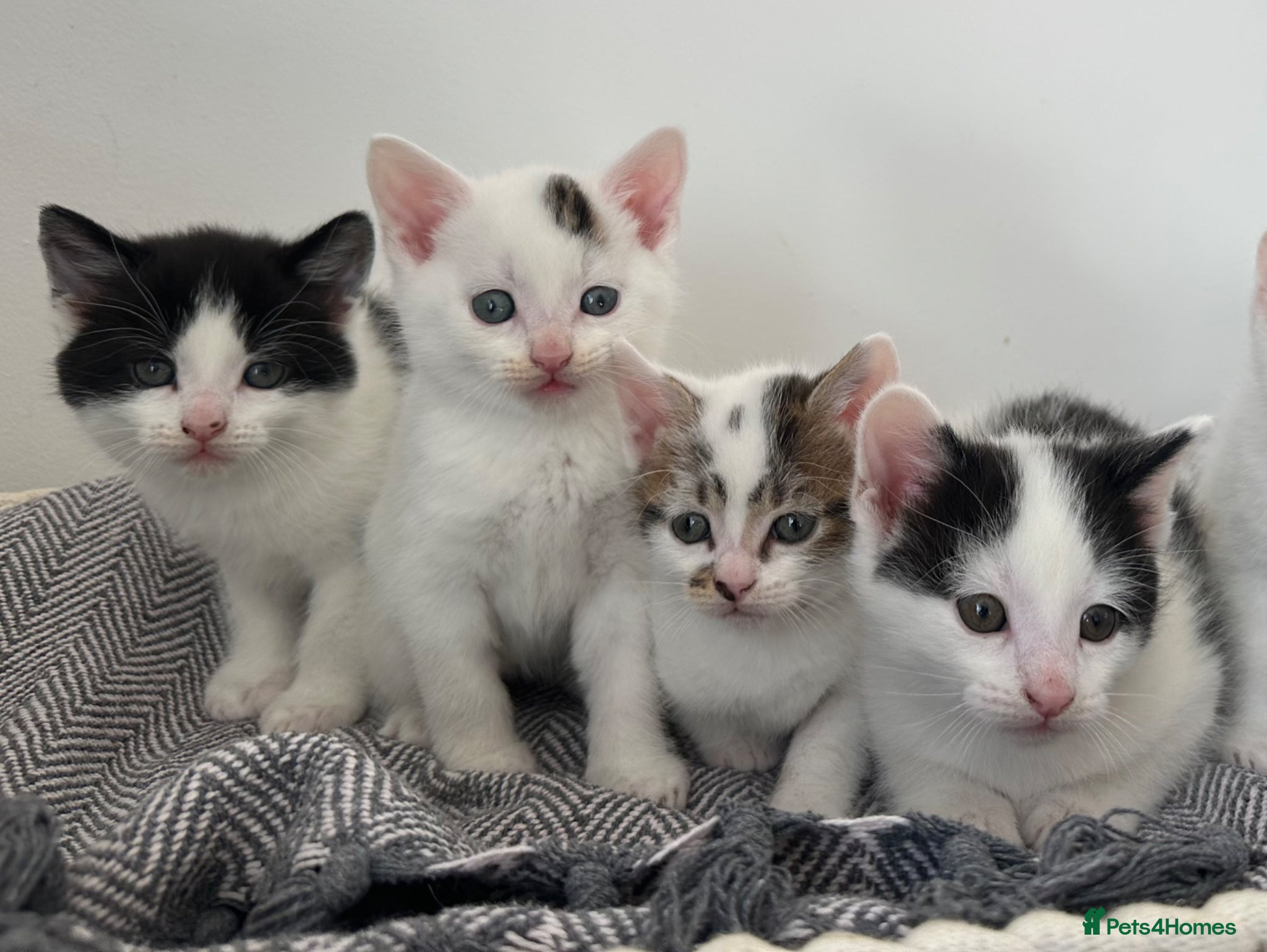 Mixed Breed cats READY IN 9 DAYS- 4 MALE KITTENS LEFT - Advert 16