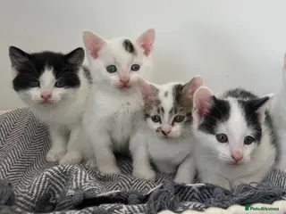 Mixed Breed cats READY IN 9 DAYS- 4 MALE KITTENS LEFT - Advert 16