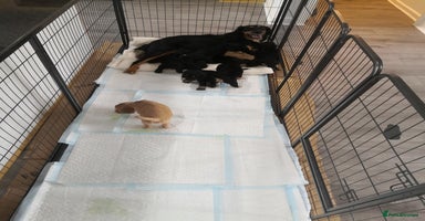 Cocker Spaniel dogs - Advert 7