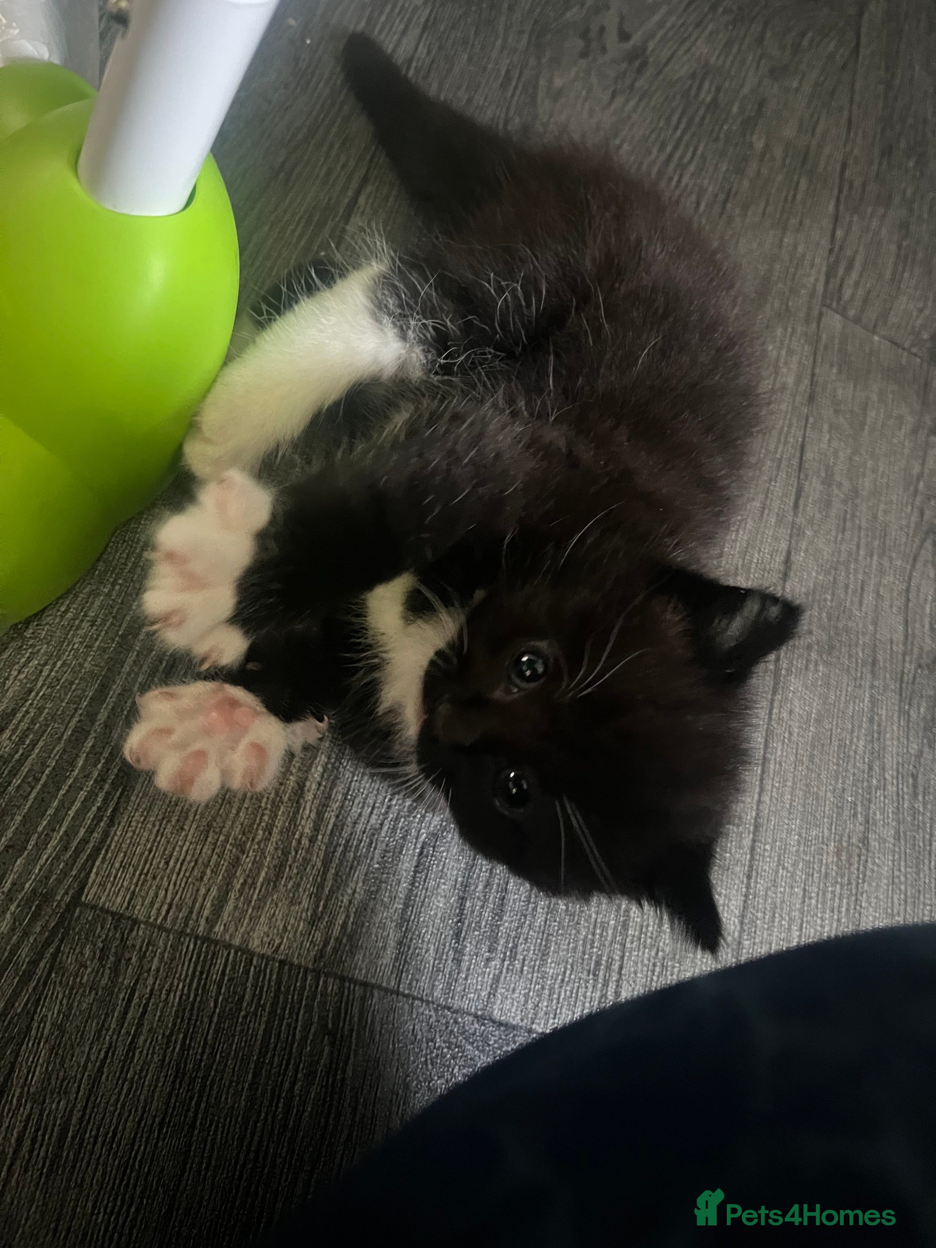 Mixed Breed cats for sale: ❤️Beautiful Tuxedo X British long hair kittens❤️  - Advert 6