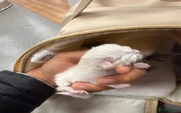 Ragdoll cats for sale: 🐾 Ragdoll Kitten for Sale 🐾 - Image 3