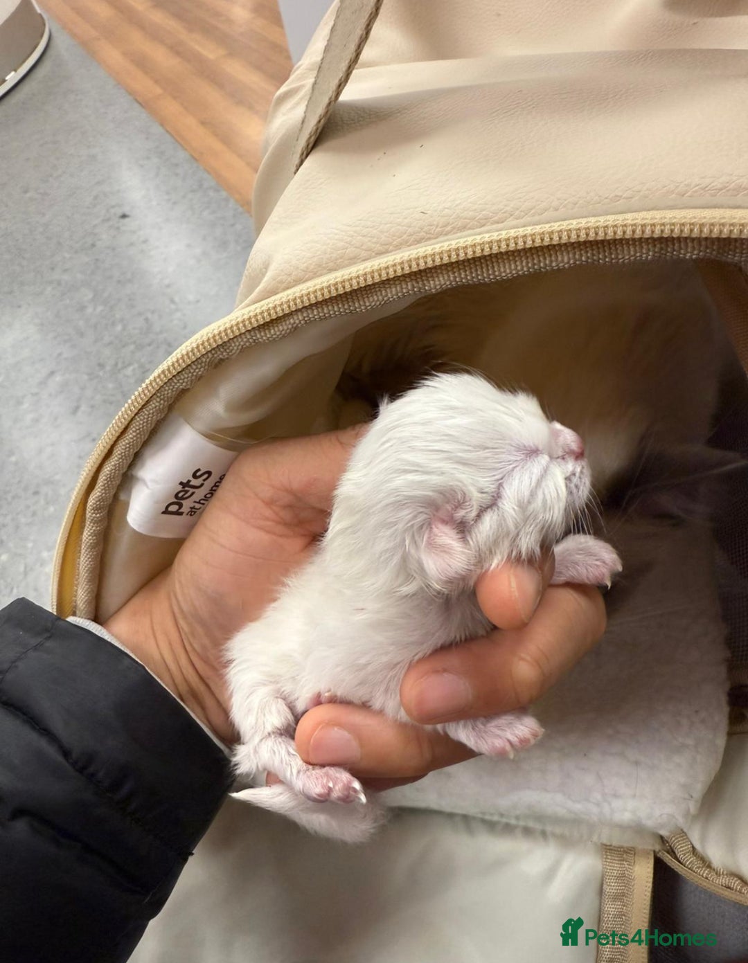 Ragdoll cats for sale: 🐾 Ragdoll Kitten for Sale 🐾 - Image 3