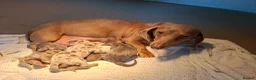 Miniature Dachshund dogs for sale: KC Registered Miniature Dachshund Puppies  - Advert 17