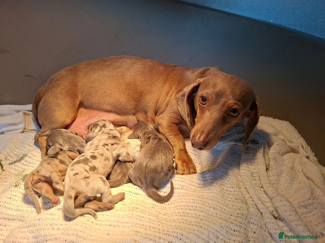 Miniature Dachshund dogs for sale: KC Registered Miniature Dachshund Puppies  - Advert 17
