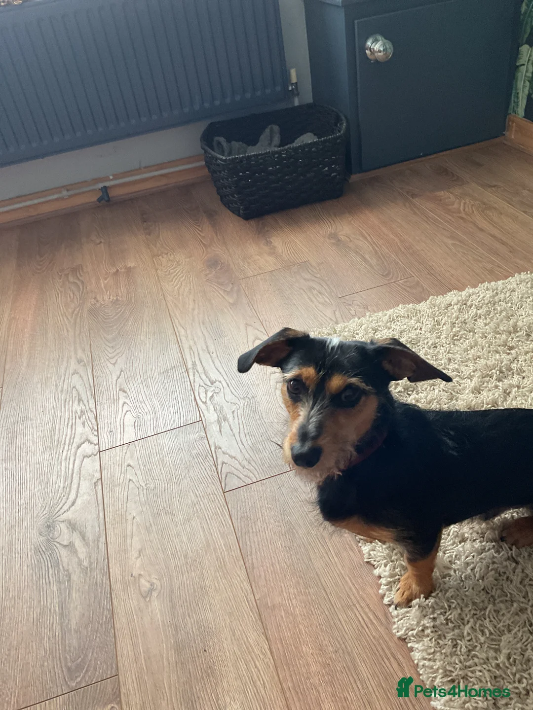 Dachshund dogs for sale: Male 10  wired dachshund  in Heanor - Advert 2