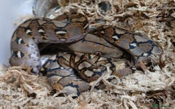 Python Snake reptiles for sale: Malayan Python Male  - Advert 2