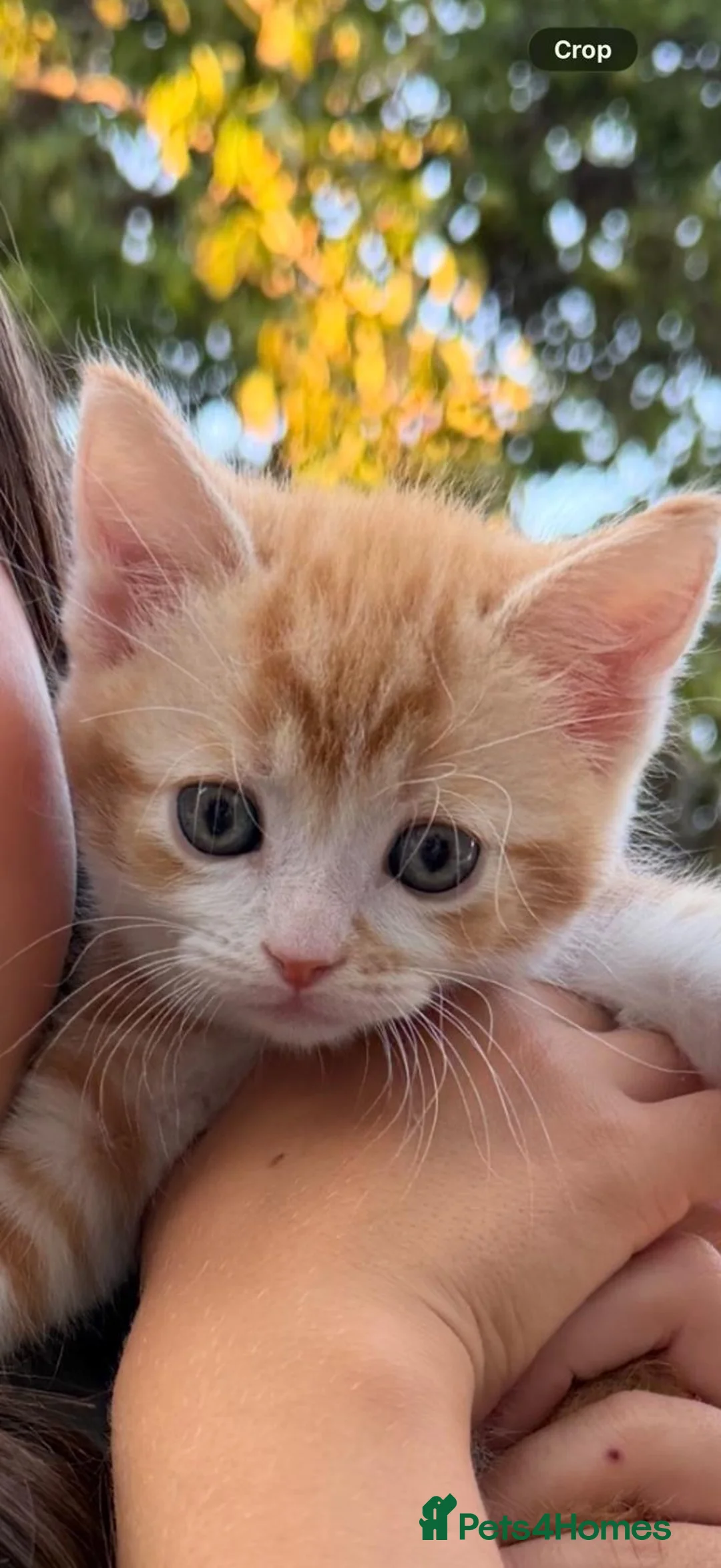 Mixed Breed cats for sale: Ginger with white kitten - Male - Advert 2