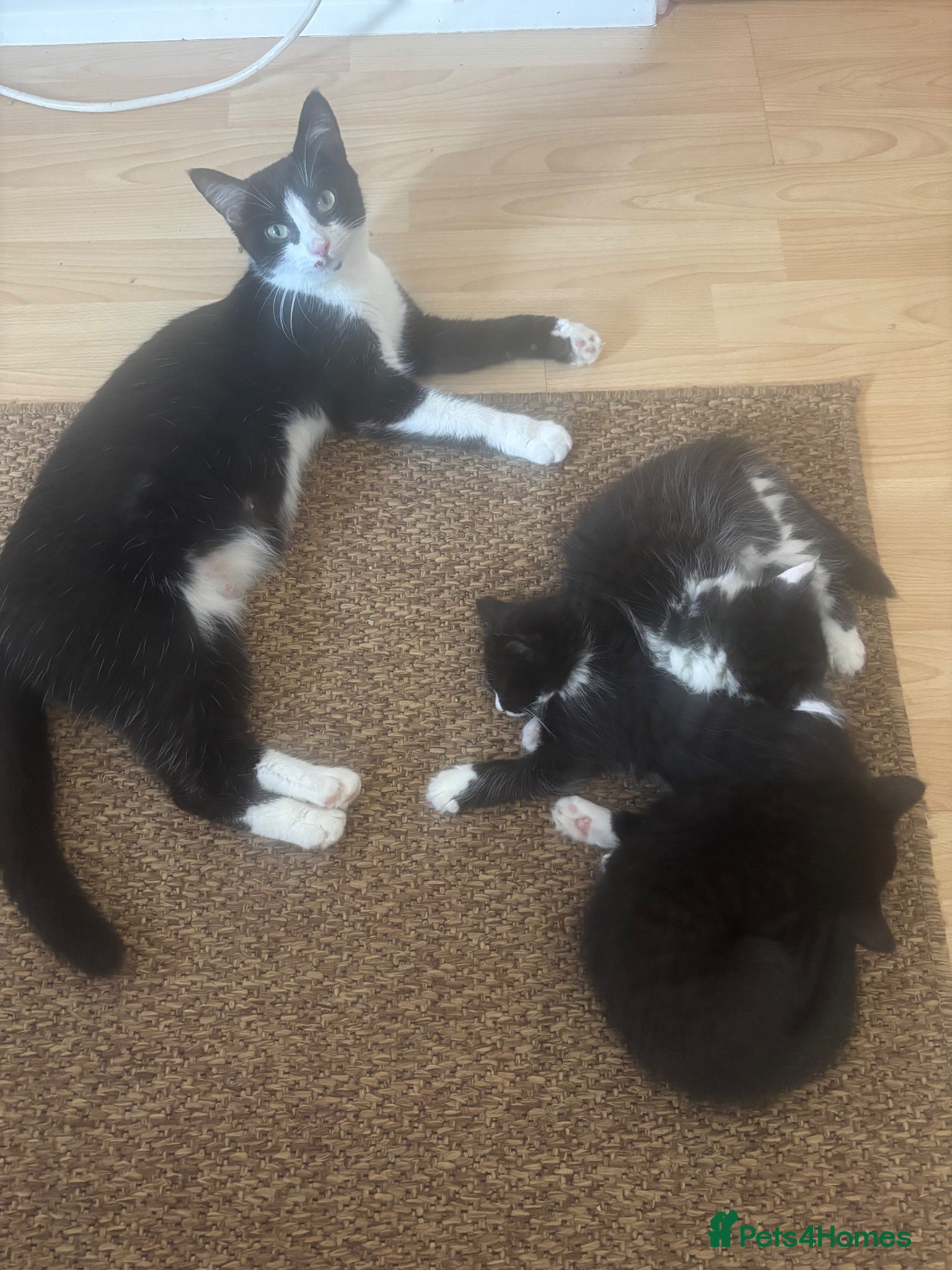 Mixed Breed cats 1 Beautiful Girl Remaining - Advert 1