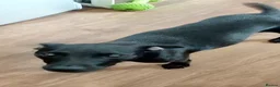 Patterdale Terrier dogs for sale: Patterdale terriers - Advert 4