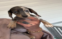 Miniature Dachshund dogs for sale: Mini Dachshund puppies for sale  - Image 13