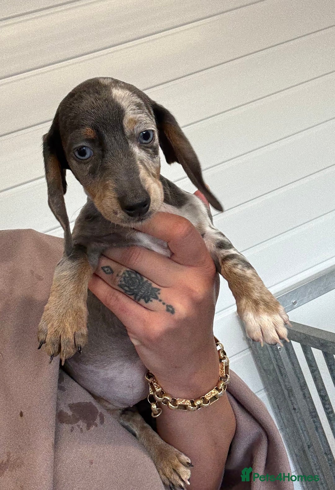 Miniature Dachshund dogs for sale: Mini Dachshund puppies for sale  - Image 13