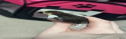 Mixed Breed birds for sale: 2 Chinese painted quails  in Stoke-on-Trent - Advert 2
