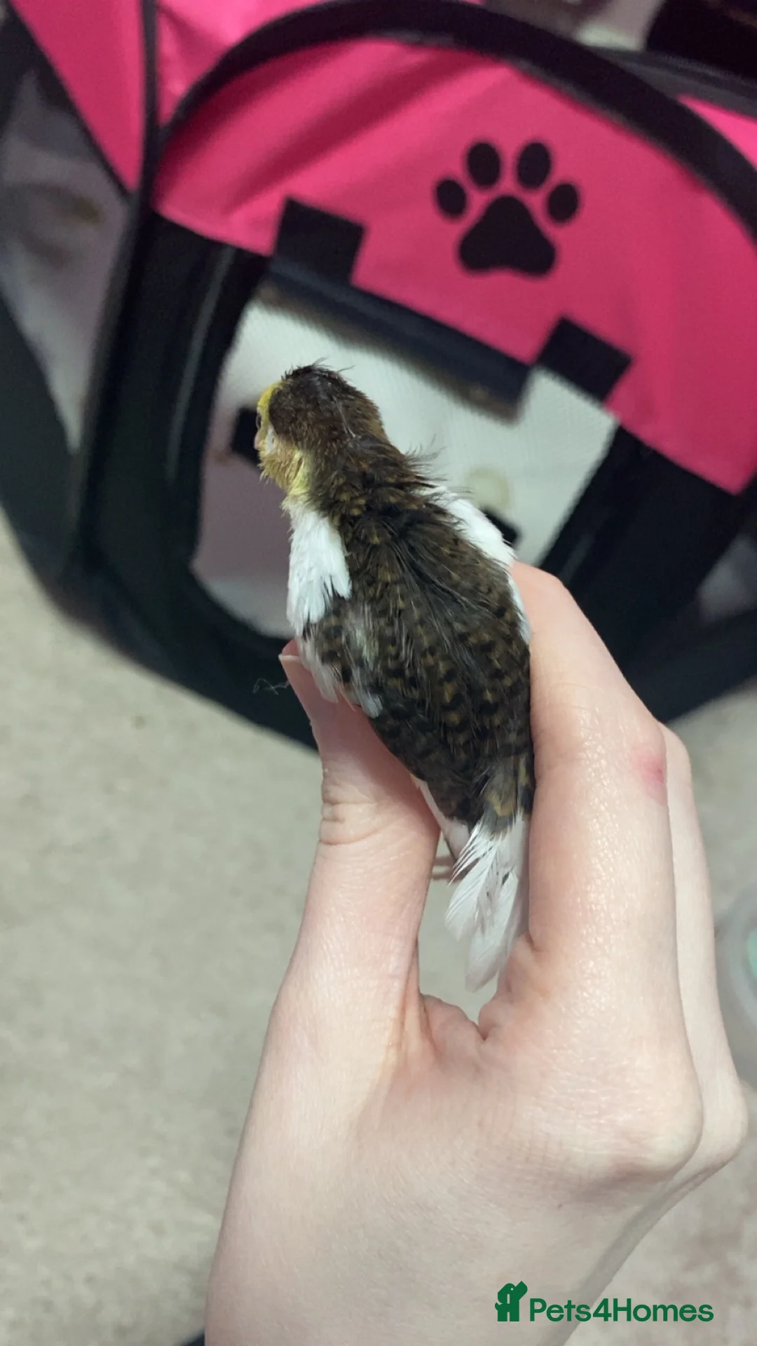 Mixed Breed birds for sale: 2 Chinese painted quails  in Stoke-on-Trent - Advert 2