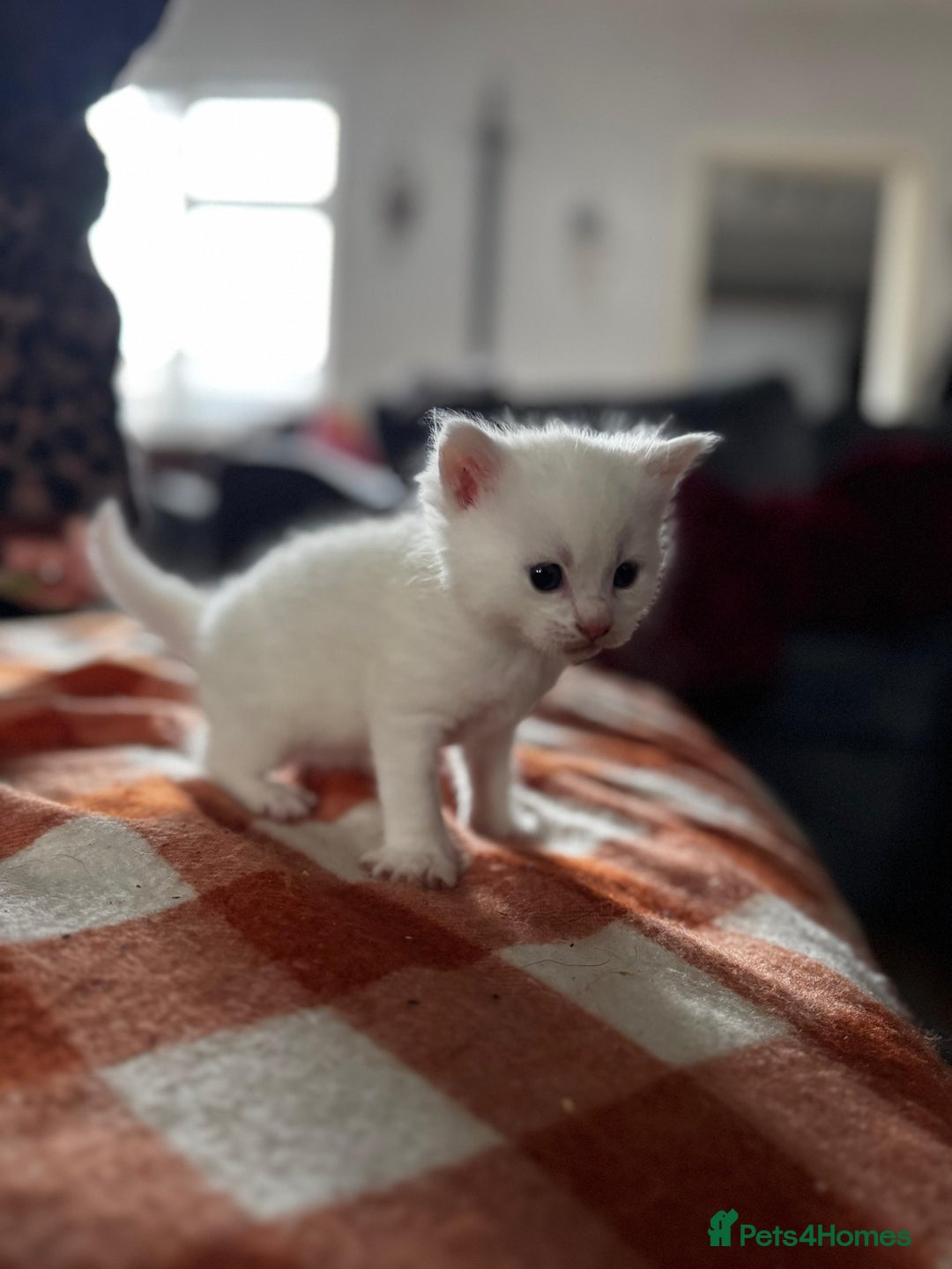 Mixed Breed cats for sale: Maine Coon Kittens - Advert 4