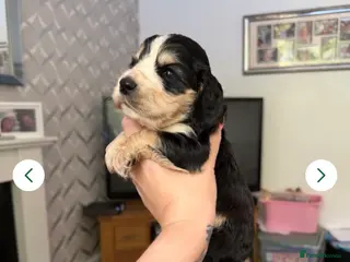 Cocker Spaniel dogs Beautiful cocker spaniel babies - Advert 12