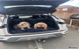 English Bulldog dogs for stud: John cena fully suited lilac and tan no white  in Warrington - Advert 4