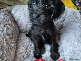 Schnoodle dogs 🐶✨ Shnoodle puppy (Poodle x Schnauzer crossbreed) - Advert 3