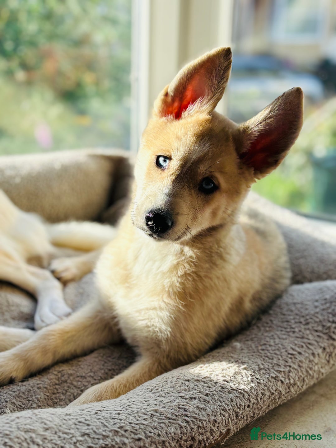 Pomsky dogs for sale: ✨ Adorable Blue-Eyed Pomsky Pups, 11 Weeks Old - Image 10