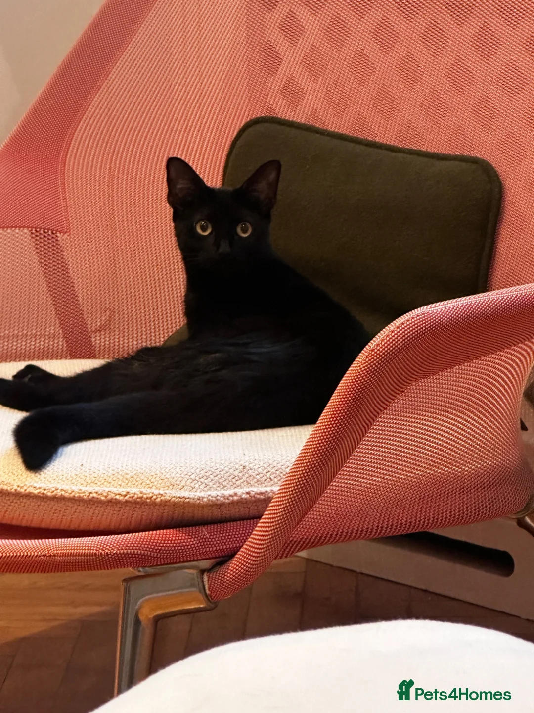 Bombay cats for sale: Beautiful Kittens – Ready to Rehome - Advert 1