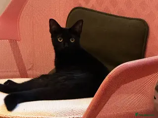 Bombay cats Beautiful Kittens – Ready to Rehome - Advert 1