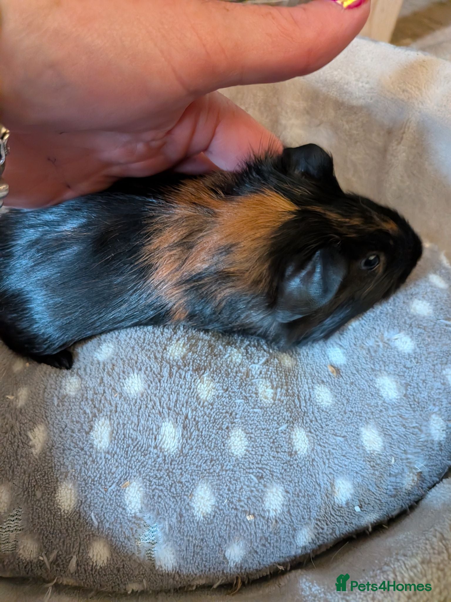 Guinea Pig rodents  baby boy Guinea pigs - Advert 4
