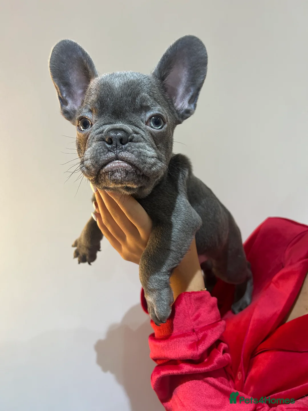 French Bulldog dogs for sale: READY NOW KC registered x 5 french bulldogs pups - Advert 2