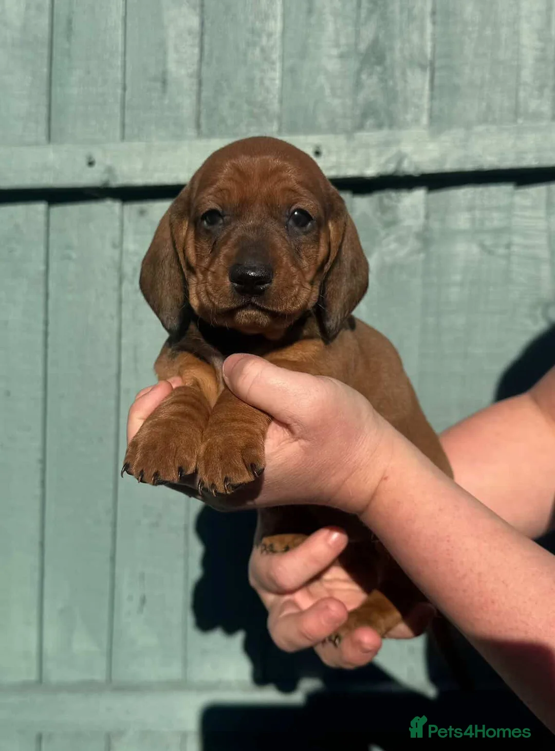 Dachshund dogs for stud: KC Standard smooth red hair dachshund  stud - Advert 2