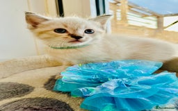 Ragdoll cats for sale: Ragdoll kittens for sale - Image 10