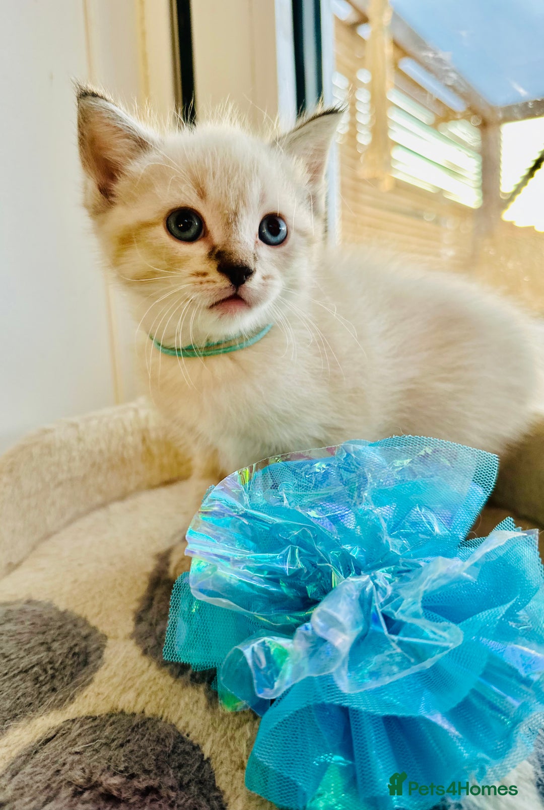 Ragdoll cats for sale: Ragdoll kittens for sale - Image 10
