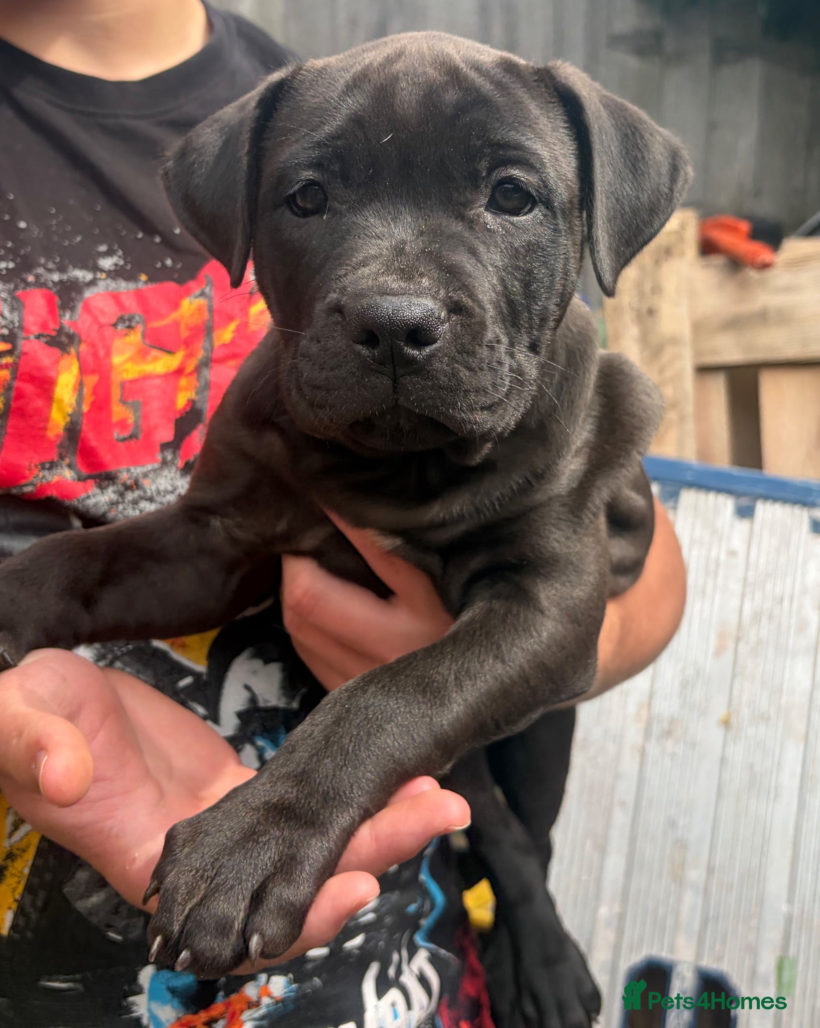 Staffordshire Bull Terrier dogs Very nice puppy  - Advert 1