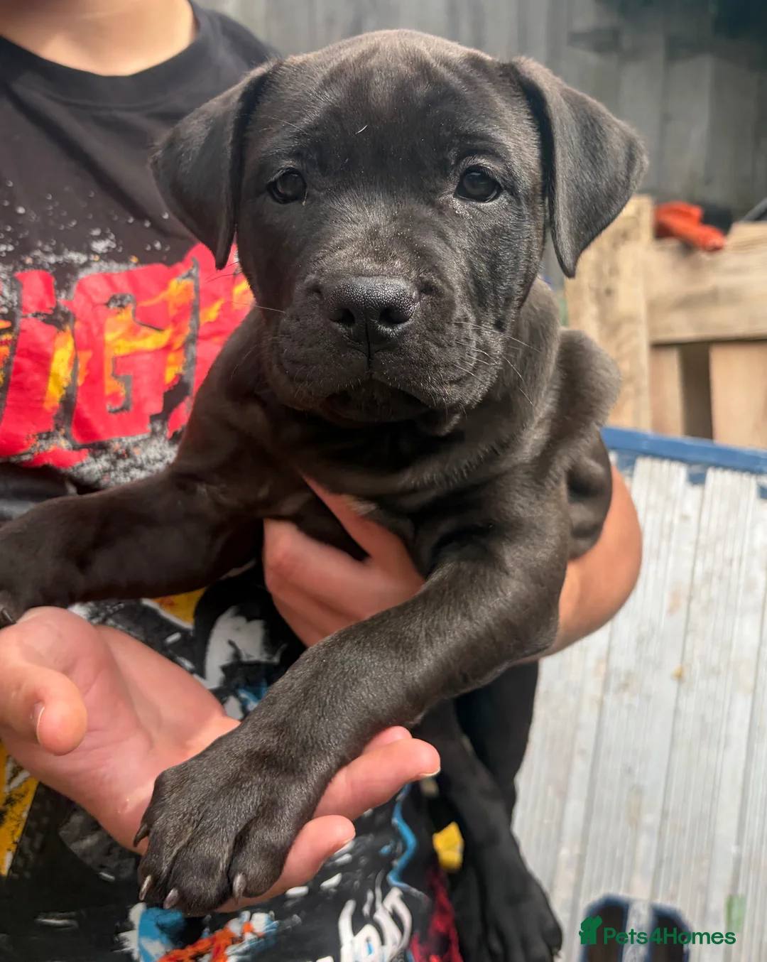 Staffordshire Bull Terrier dogs for sale: Very nice puppy  - Advert 1