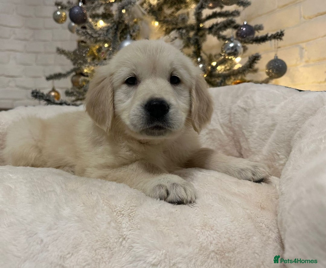 Golden Retriever dogs for sale: Golden retriever puppies  - Advert 4